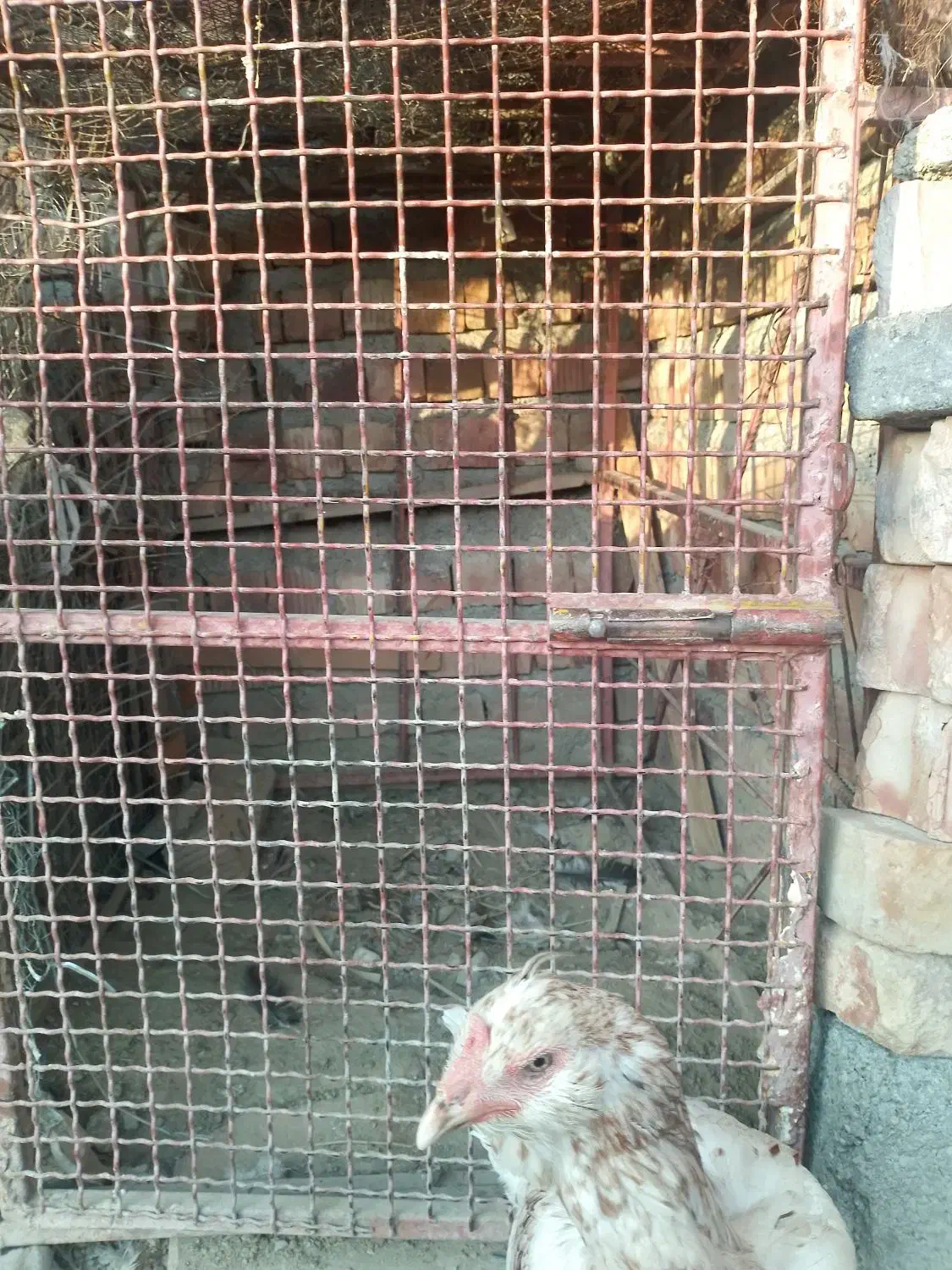 قفس مخصوص انواع پرندع|لوازم جانبی حیوانات|ایرانشهر, |دیوار