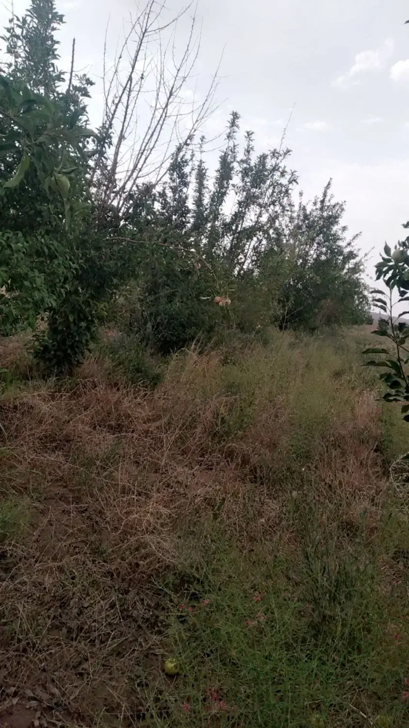 تلمبه|فروش خانه و ویلا|نگار, |دیوار