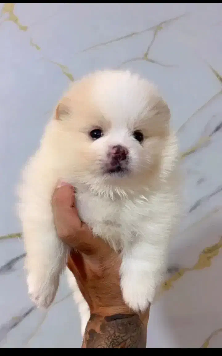 واگذاری پامرین واگذاری فانتزی|سگ|شیراز, انجیره|دیوار