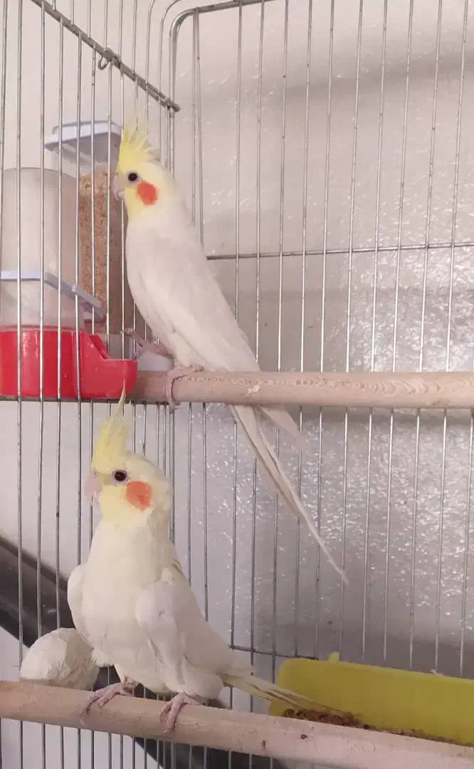 عروس هلندی جفت مولد سالم|پرنده|صدرا-فارس, فاز ۲|دیوار