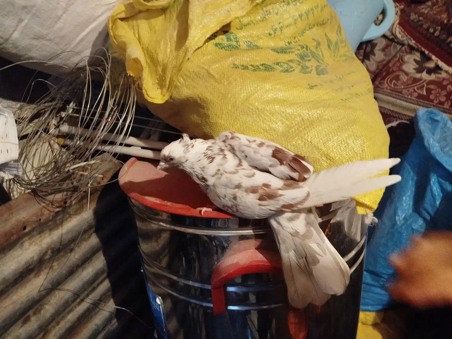 کبوتر|پرنده|خرم‌آباد, |دیوار