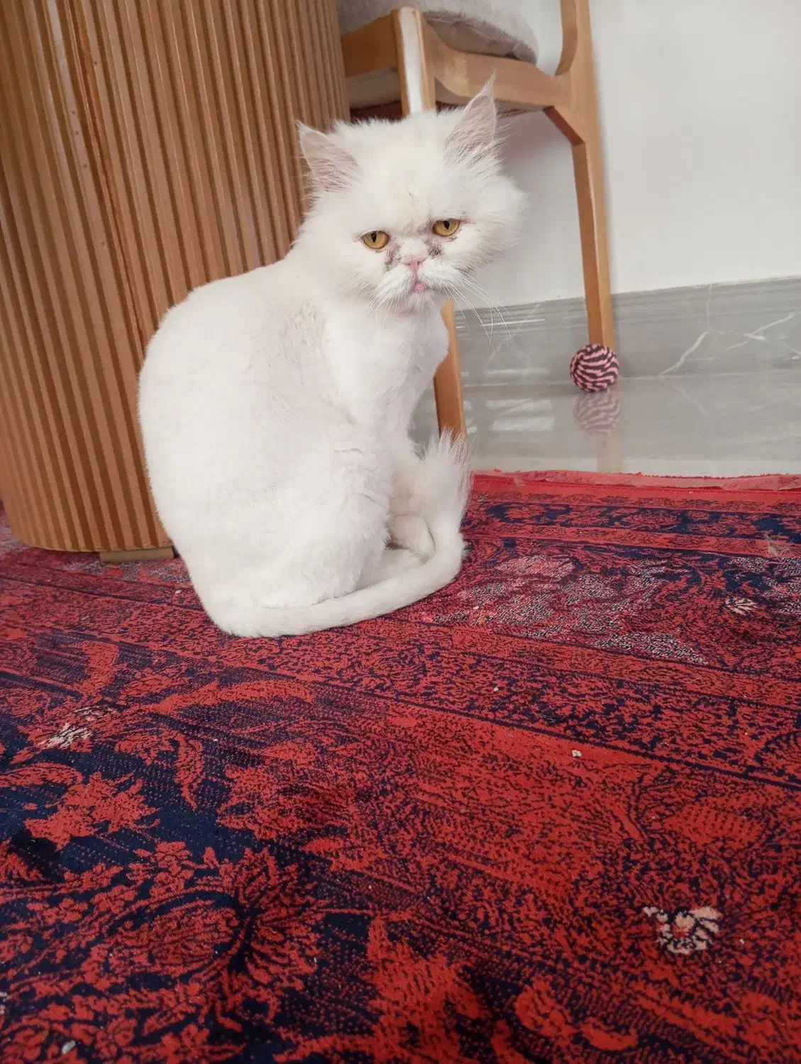 گربه پرشین ماده|گربه|میاندوآب, |دیوار