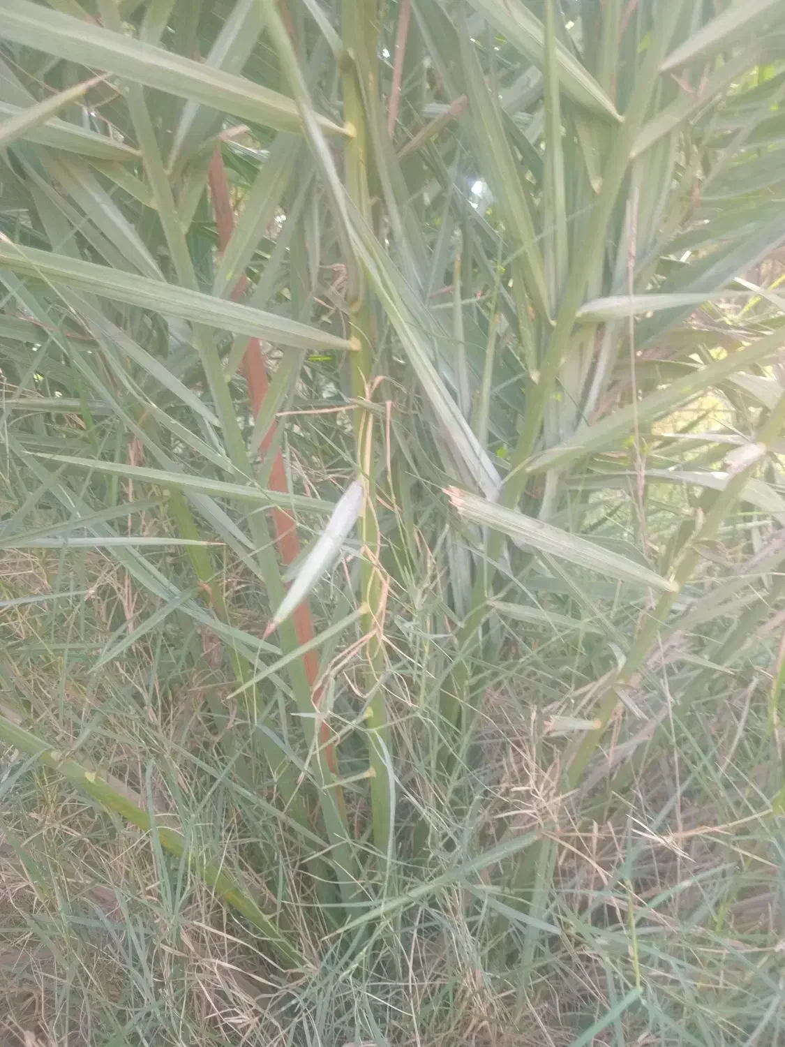 فروش دمیت|گل و گیاه طبیعی|اسیر, |دیوار