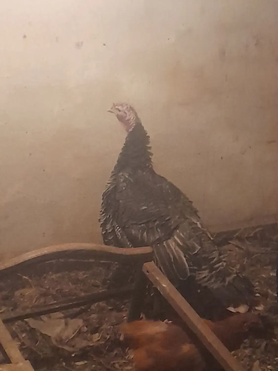 بوقلمون نروماده|حیوانات مزرعه|ملایر, |دیوار