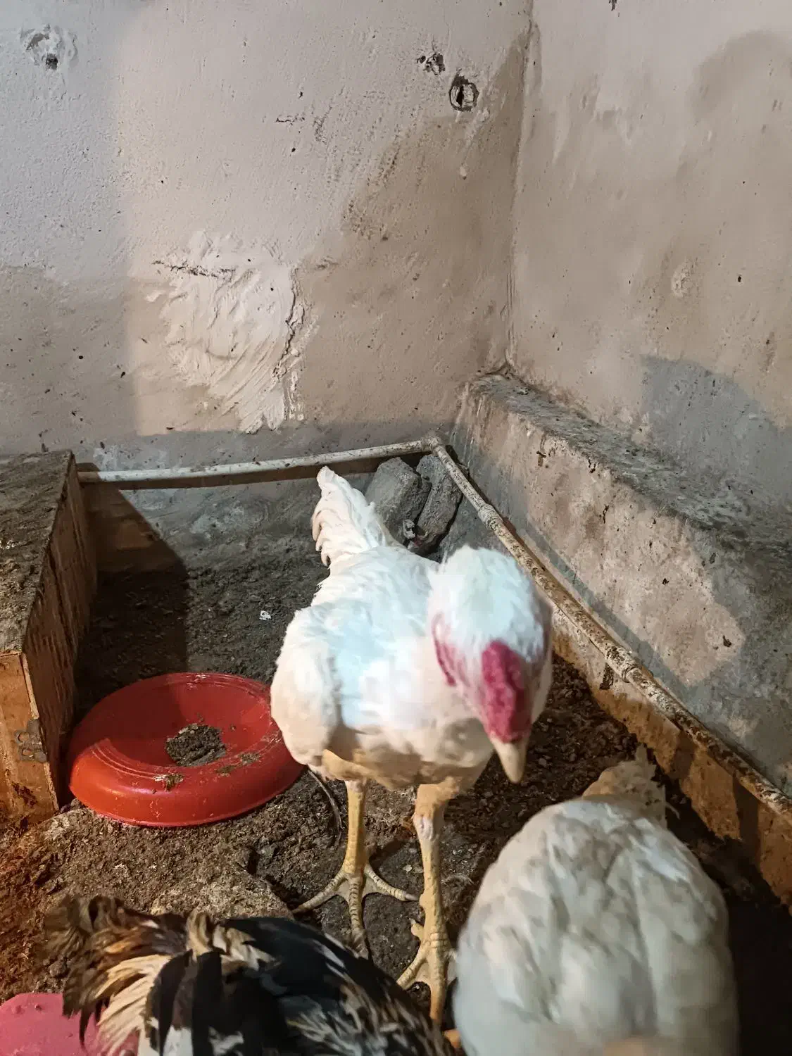 خروس لاری اصیل|حیوانات مزرعه|دلند, |دیوار