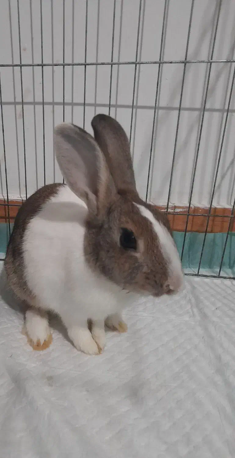 خرگوش|موش و خرگوش|رشت, حمیدیان|دیوار