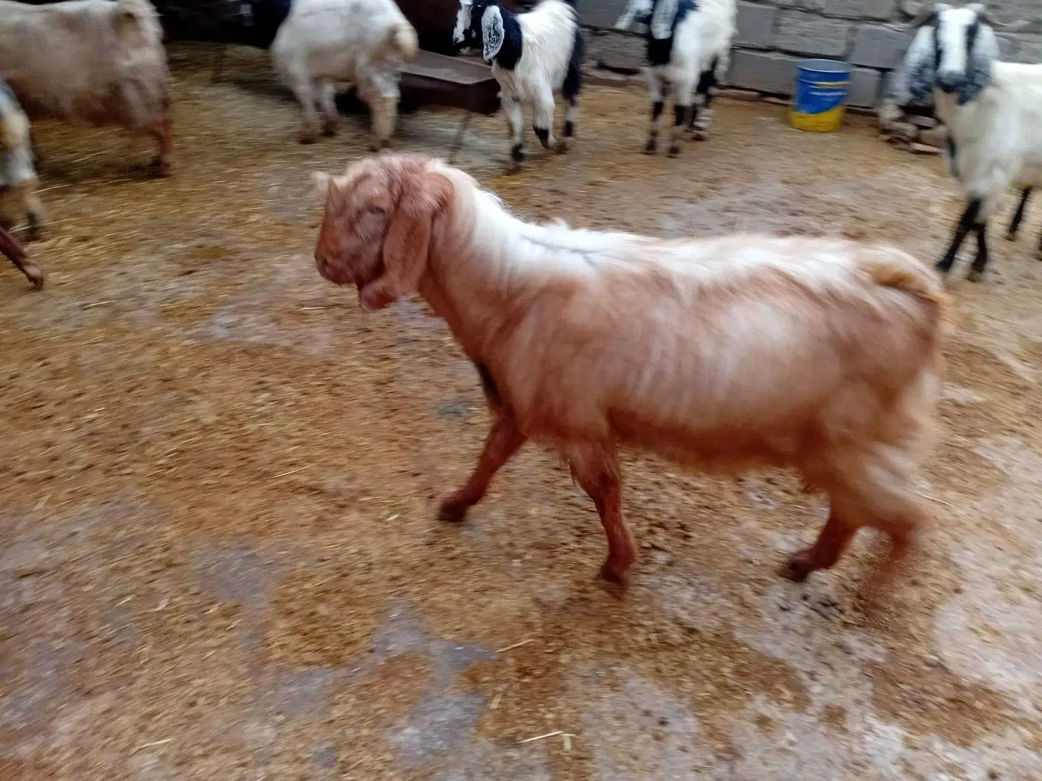 چپش نر|حیوانات مزرعه|دورود, |دیوار