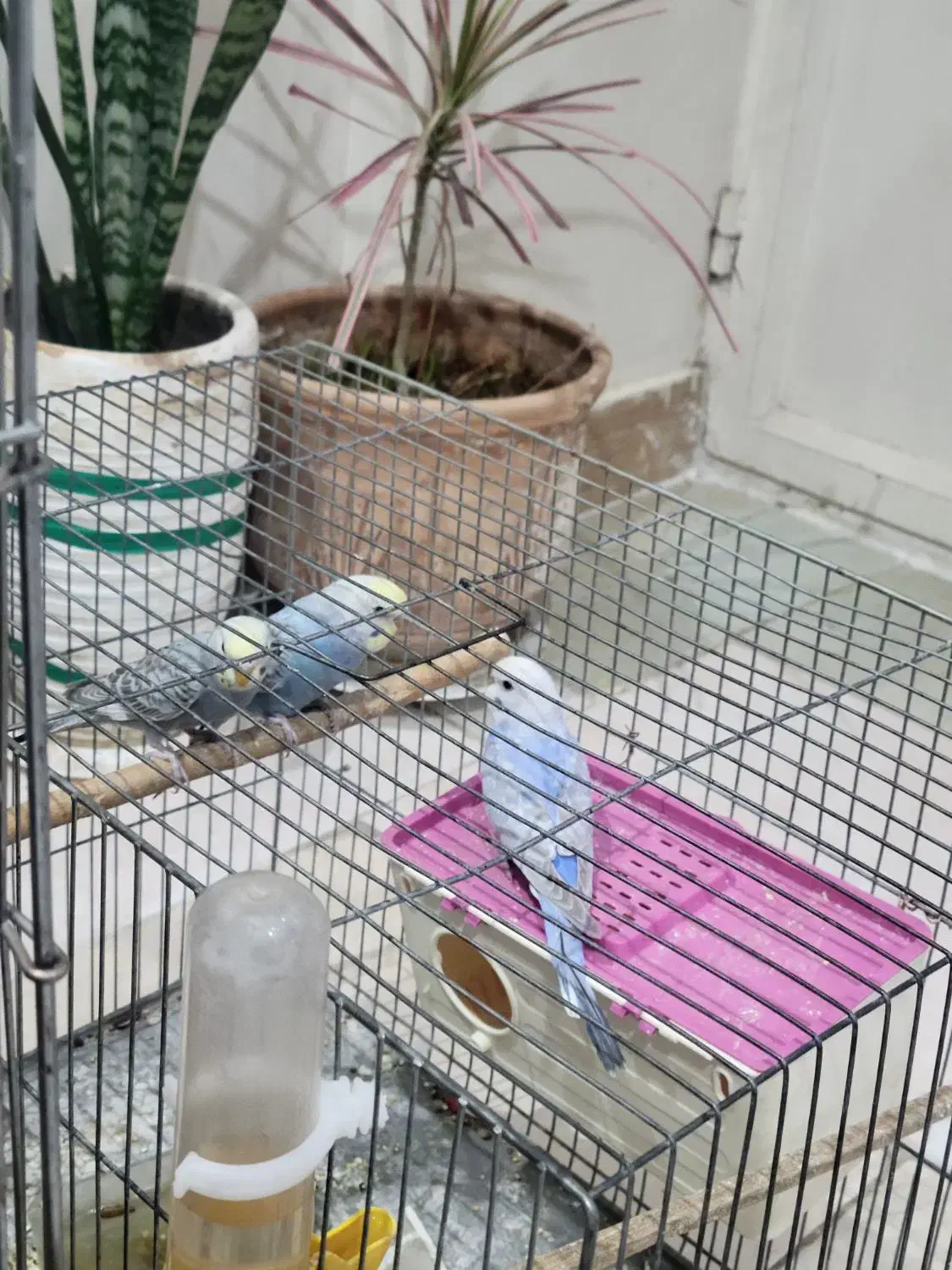 مرغ عشق عشق|پرنده|ابهر, |دیوار