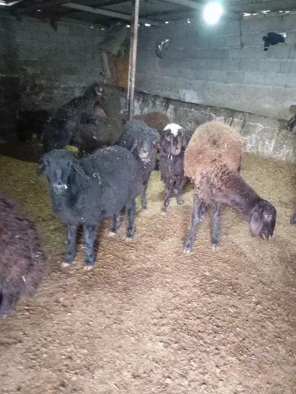 بره|حیوانات مزرعه|ارجمند, |دیوار