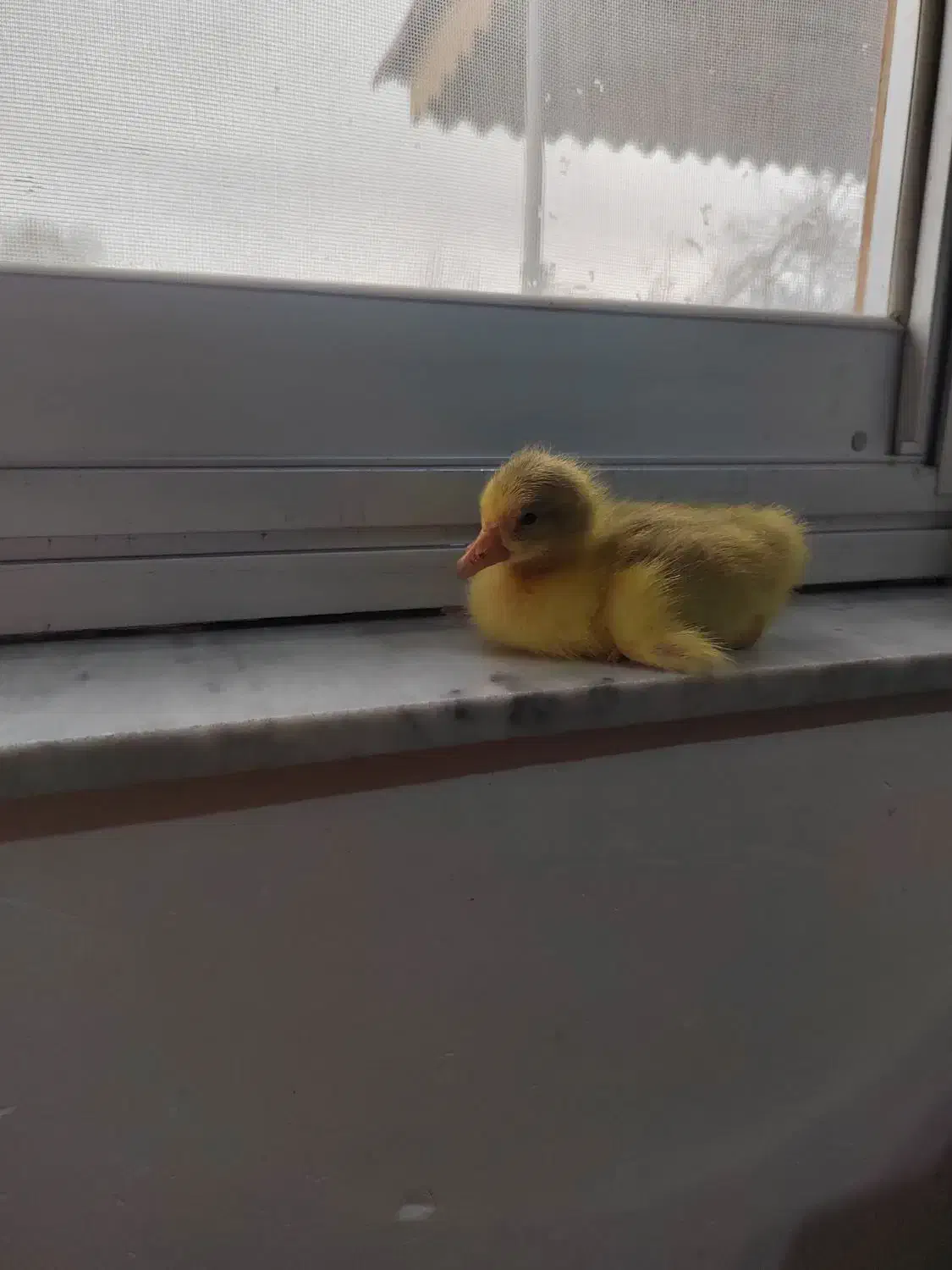 جوجه غاز محلی|حیوانات مزرعه|رضوانشهر, |دیوار