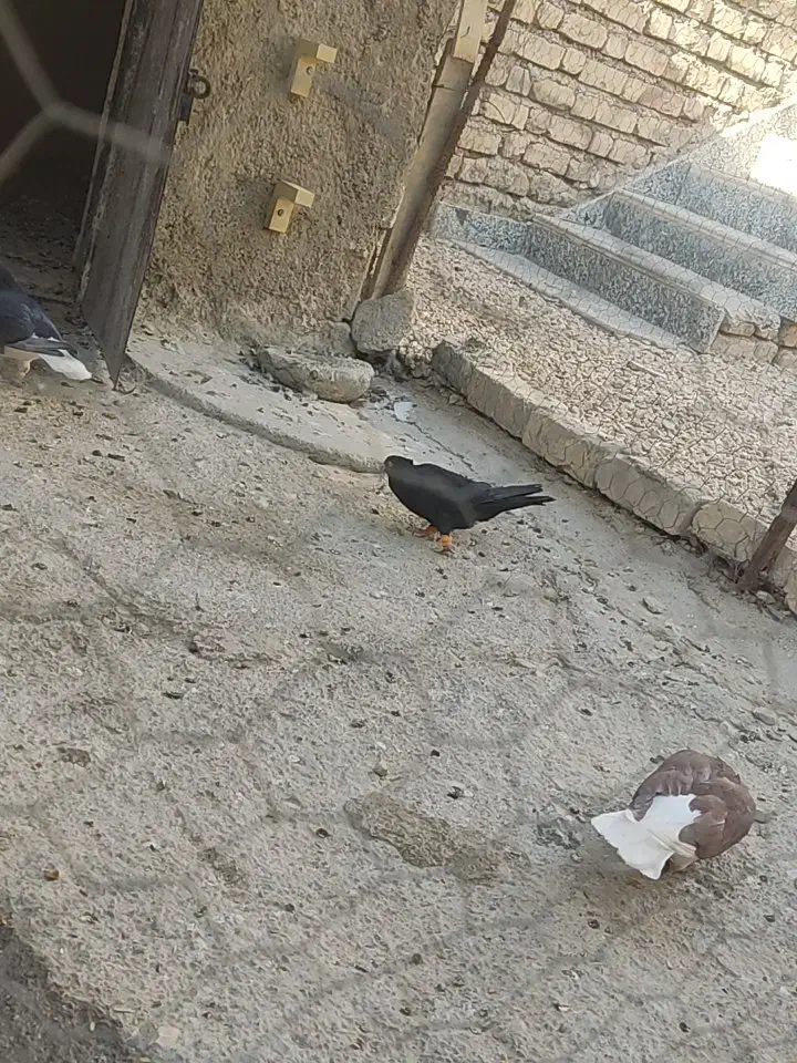 کبوتر|پرنده|سیدان, |دیوار