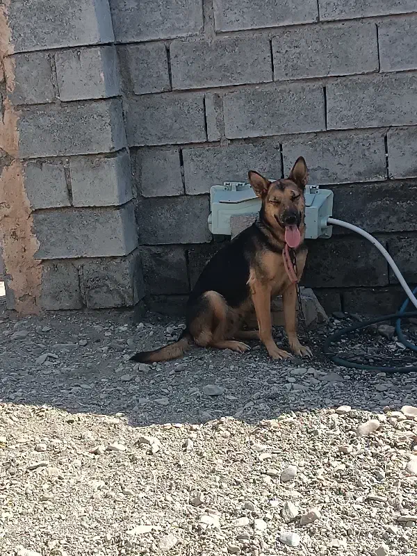 ژرمن شپرد...ورک لاین|سگ|بندرعباس, |دیوار