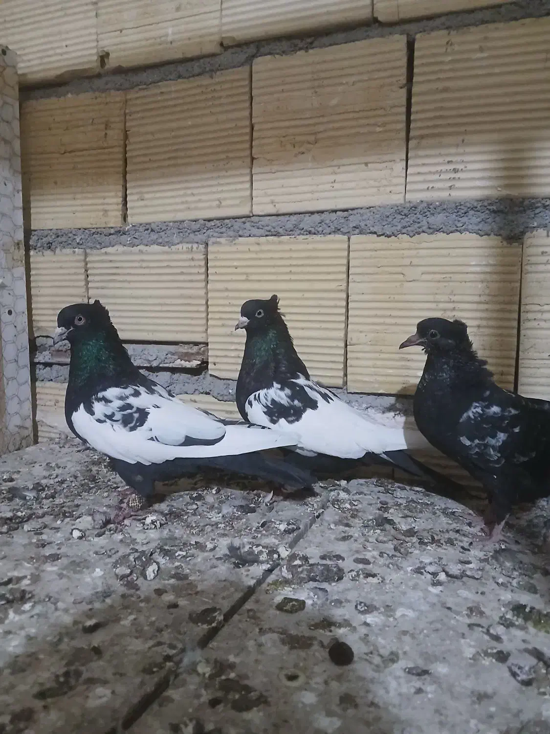 پنج جفت کفتر جفتگاه|پرنده|مشهد, قائم|دیوار