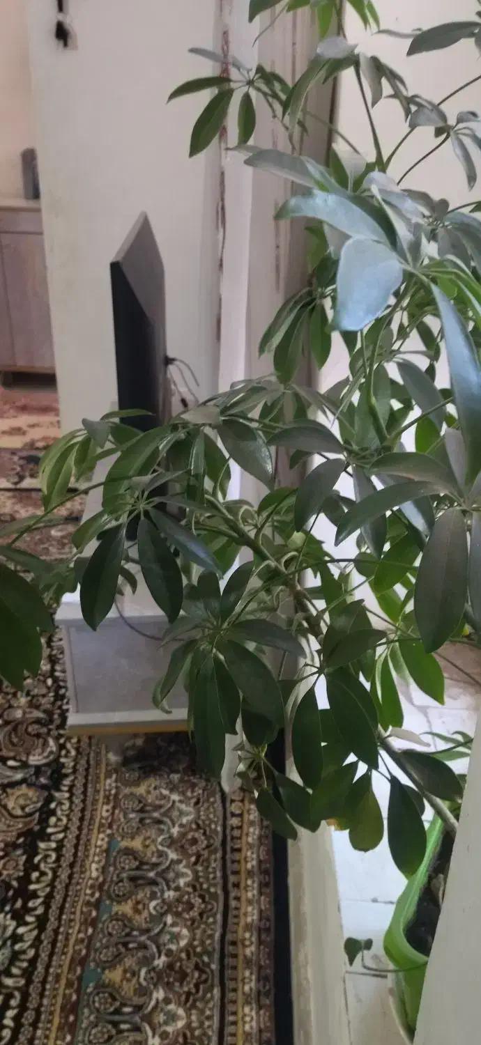 گل شفلرا|گل و گیاه طبیعی|کارزان, |دیوار