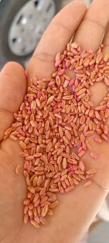 بذر گندم مهرگان درجه یک|گل و گیاه طبیعی|اندیمشک, |دیوار