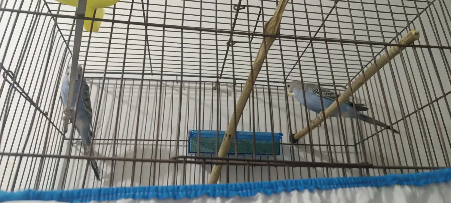 مرغ عشق|پرنده|مهریز, |دیوار