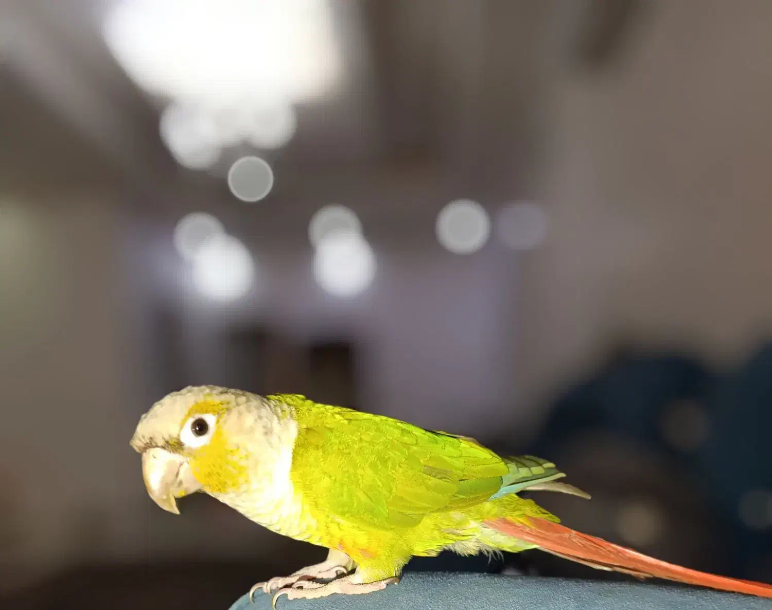 گرینچیک|پرنده|اسلام‌شهر, باغ فیض|دیوار