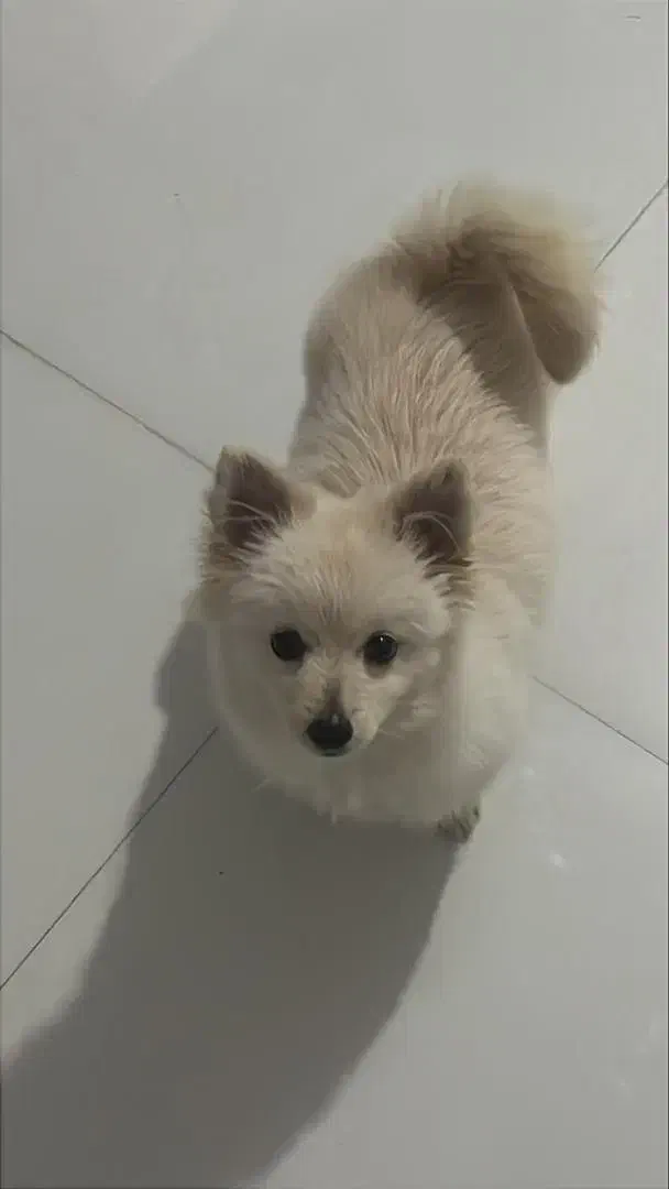 پامرین شیتزو|سگ|مشهد, کوثر|دیوار