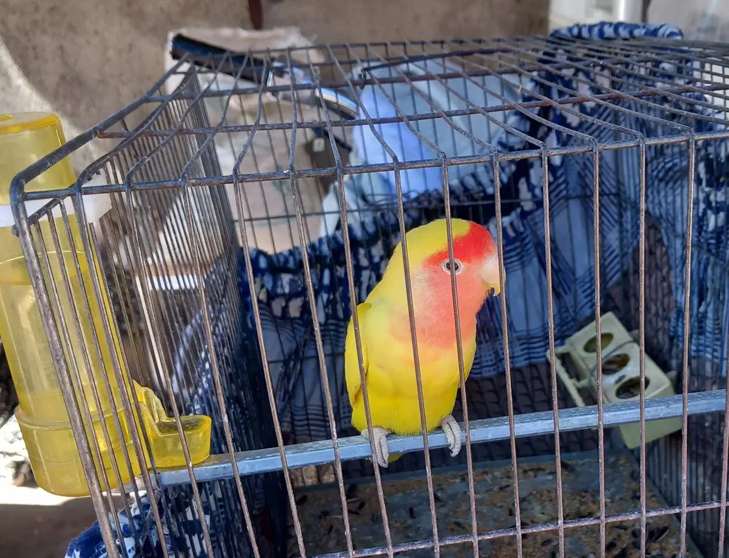 طوطی برزیلی نر|پرنده|قزوین, |دیوار