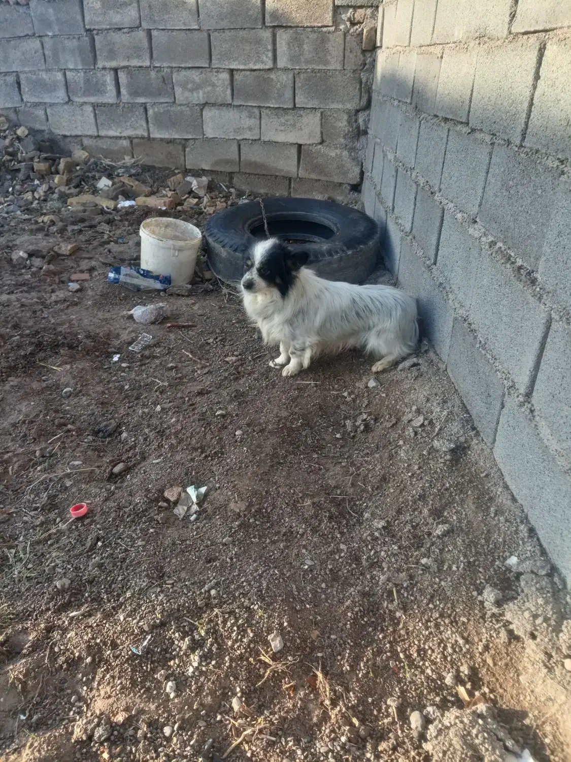 سگ. گوسفندی|سگ|آبکوه, |دیوار