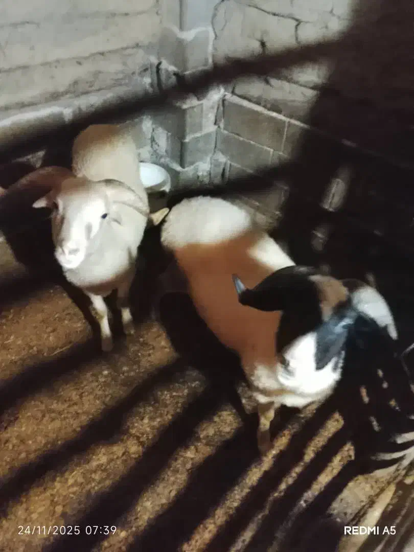 فروش گوسفند  نر وماده وبز|حیوانات مزرعه|لاهیجان, لیل|دیوار