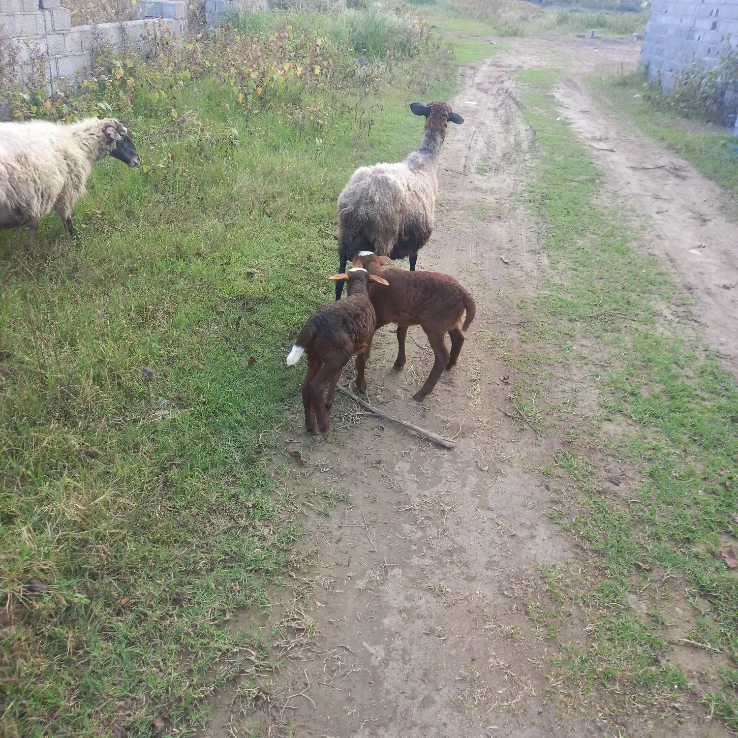 گوسفند رومانف و لاکون|حیوانات مزرعه|کیاشهر, |دیوار