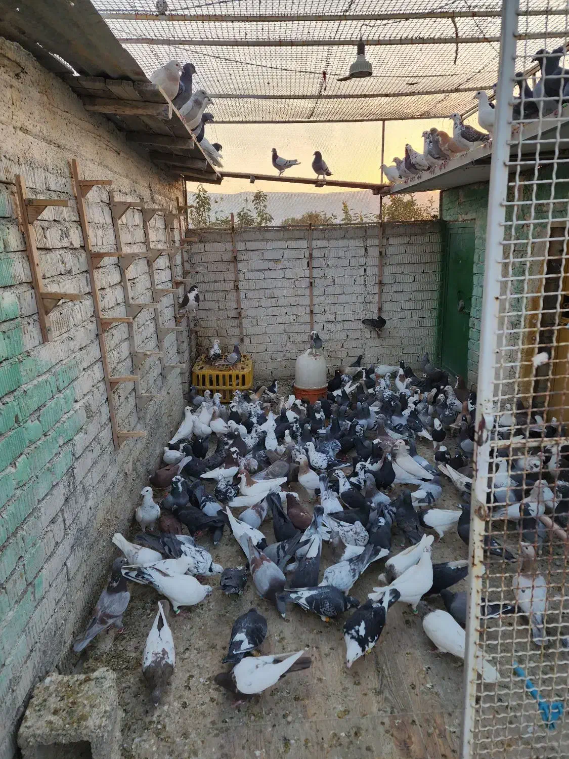 دسته پلاکی جوجه های یک ساله|پرنده|سیدان, |دیوار