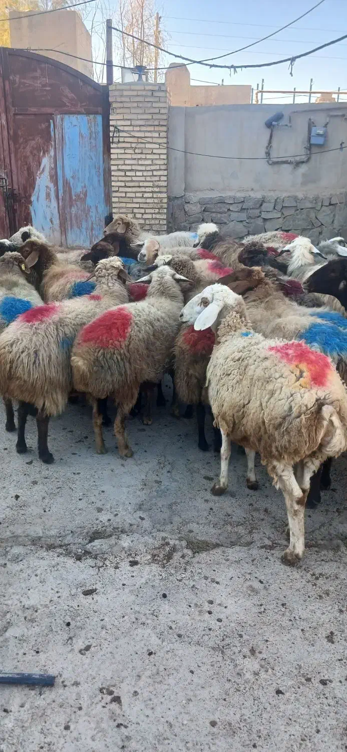 ۲۸ راس میش جوان همه ابستن باب مالداری|حیوانات مزرعه|گلبهار, نوبهار|دیوار