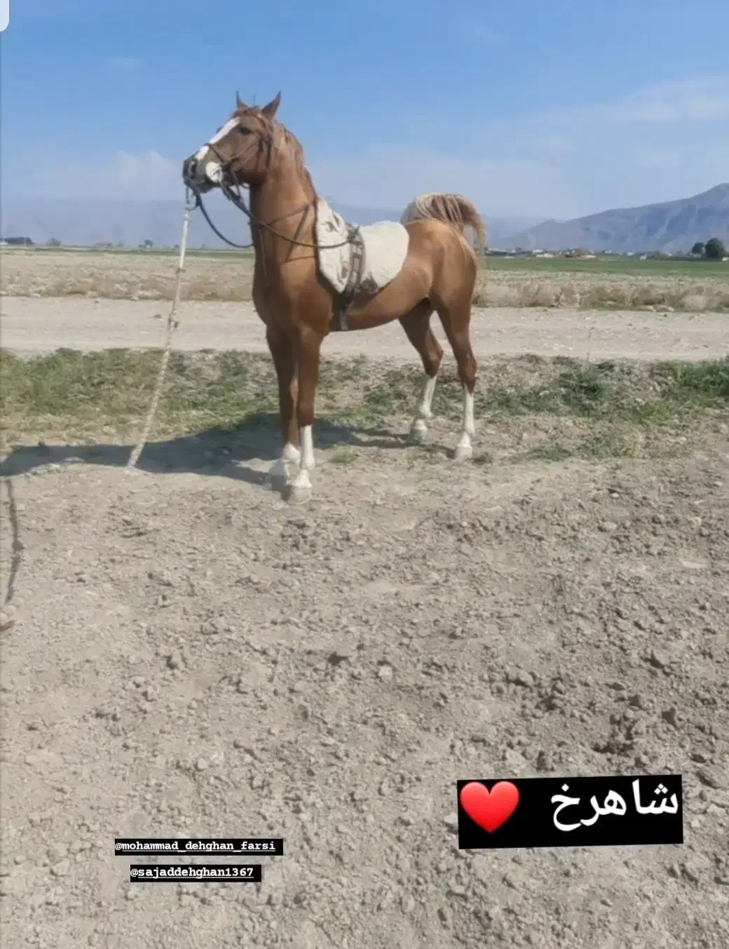 اسب|اسب و تجهیزات اسب‌سواری|مرودشت, رامجرد یک|دیوار