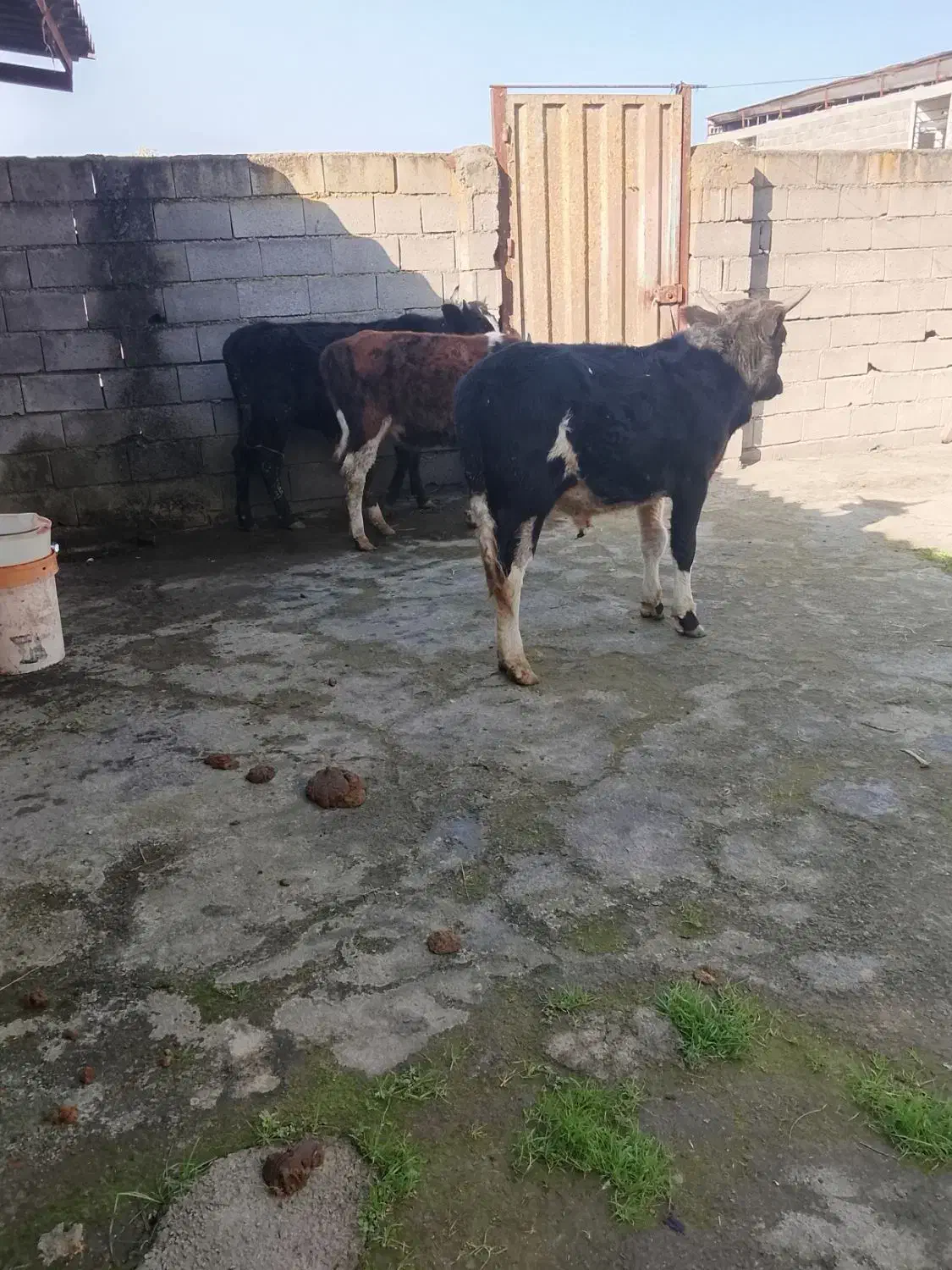 فروشی ۳راس دورگ محلی درجه یک|حیوانات مزرعه|آمل, |دیوار