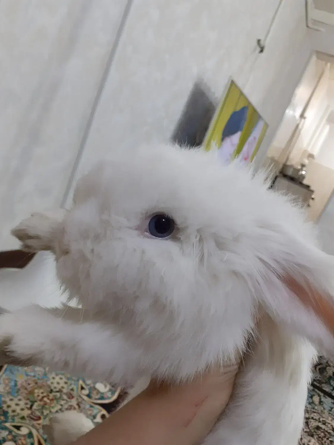 خر گوش|موش و خرگوش|تهران, بیسیم|دیوار