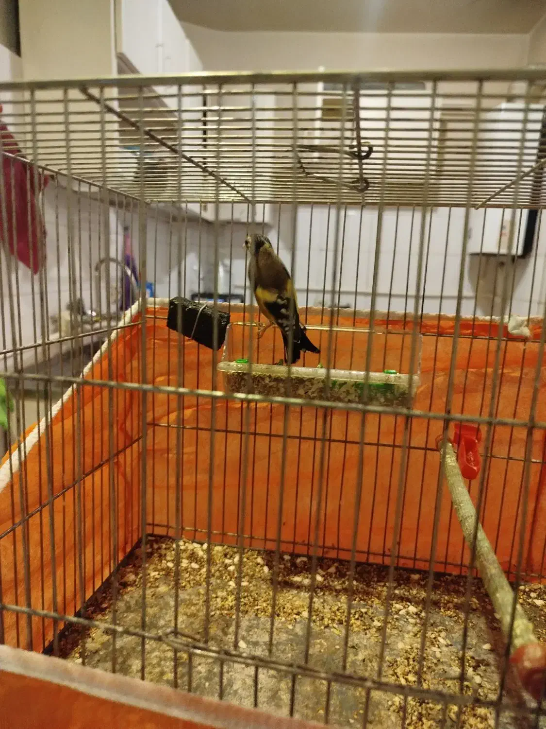 جوجه سهره|پرنده|تهران, باشگاه نفت|دیوار