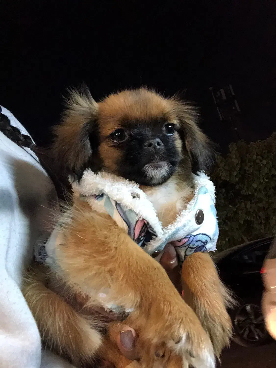 هاپو کوچولو های عروسکی مینیاتوری|سگ|تهران, هوانیروز|دیوار