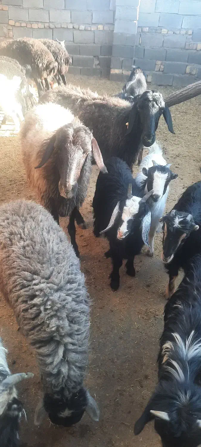 تعدادی بزغاله ماده ابستن|حیوانات مزرعه|ساوه, |دیوار