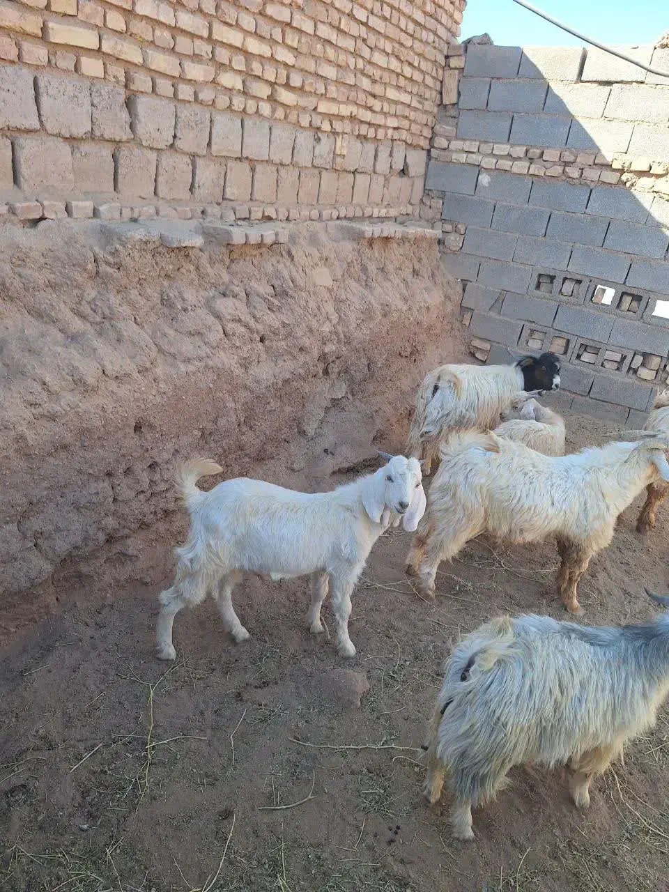 بز و کهره|حیوانات مزرعه|مهریز, |دیوار