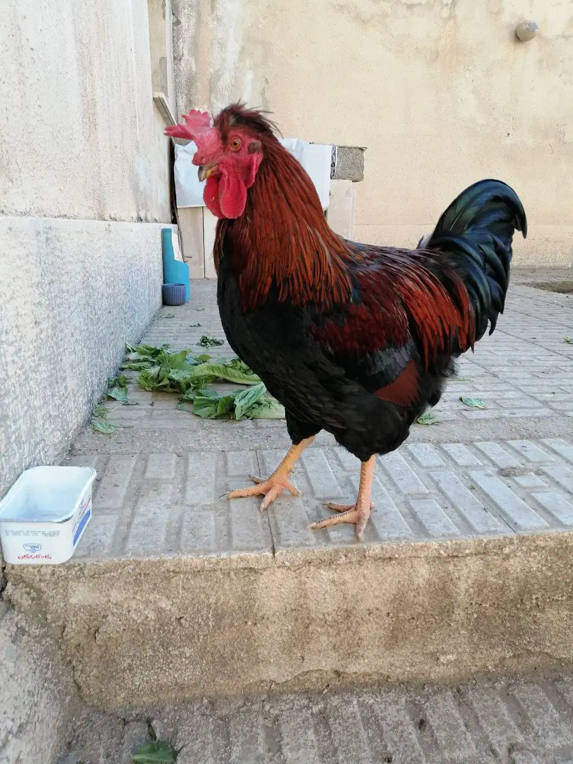 فروش یک خروس خاص|حیوانات مزرعه|هشتگرد, فاز ۱ مهستان|دیوار