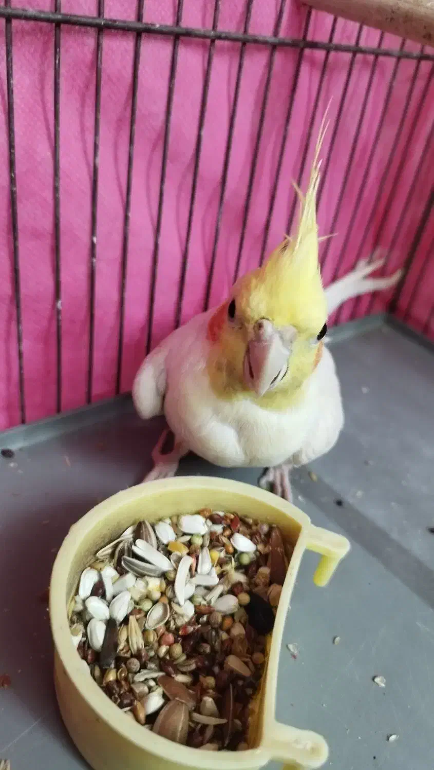 عروس هلندی نر دستی لوتینو|پرنده|مبارکه, |دیوار