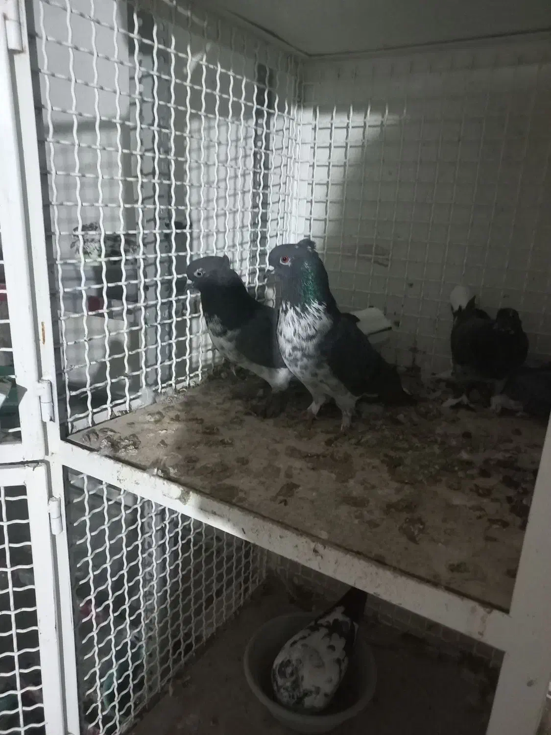 بعلت نداشتن جا|پرنده|محمدیه-قزوین, |دیوار