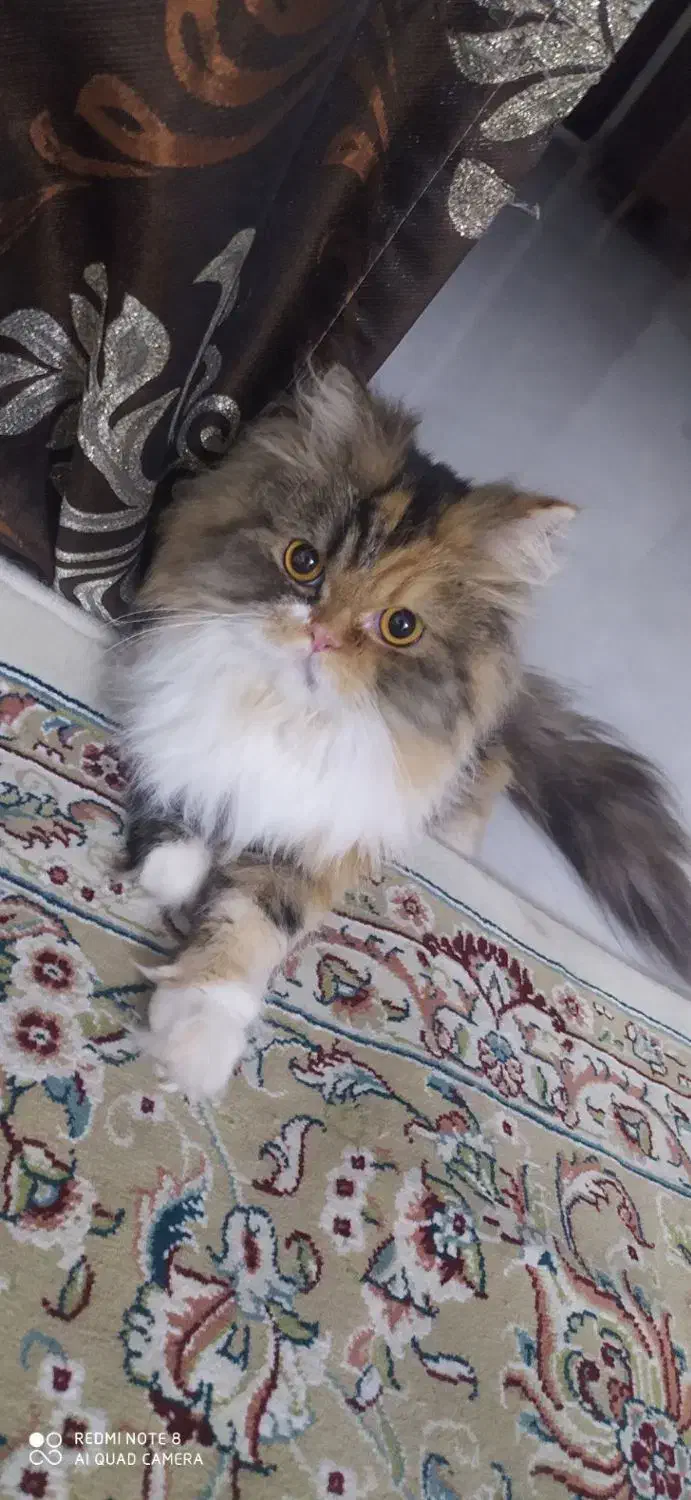 گربه پرشین|گربه|بالا ولایت, |دیوار