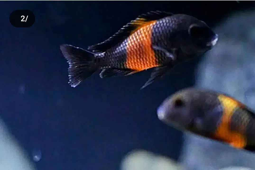 ترفئوس بمبا|ماهی|قوچان, |دیوار