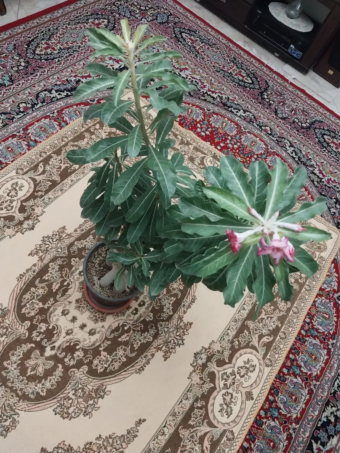 بنسای آدنیوم ۱۲ ساله|گل و گیاه طبیعی|مشکیندشت, |دیوار