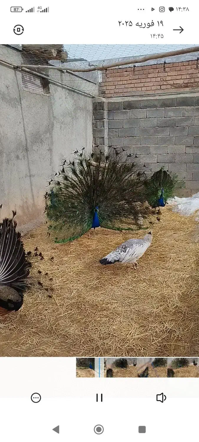 فروش دو عدد طاووس|حیوانات مزرعه|گل تپه, |دیوار