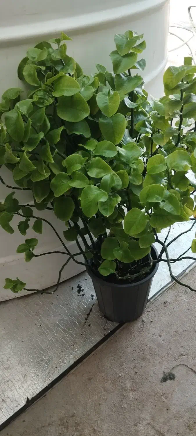 فروش گل سانسوریا سرحال شاداب|گل و گیاه طبیعی|بوشهر, |دیوار