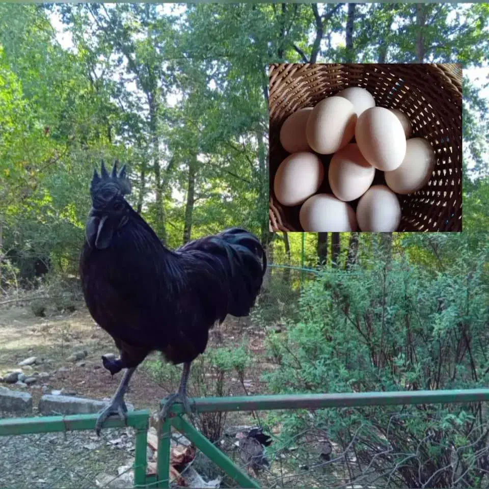 تخم مرغ نطفه دار نژاد ایام سمانی|حیوانات مزرعه|شاندرمن, |دیوار