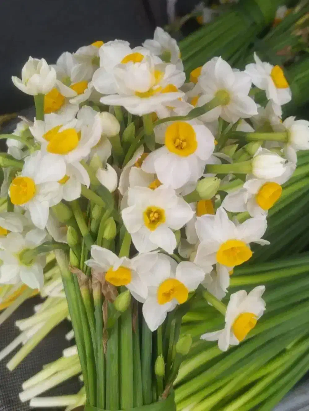 گل نرگس|گل و گیاه طبیعی|بندر امام خمینی, |دیوار