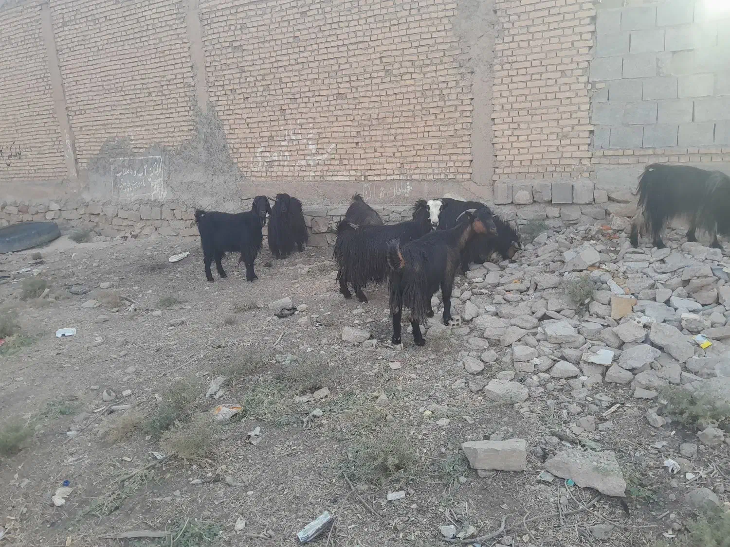 بزنامبروان|حیوانات مزرعه|شوشتر, |دیوار
