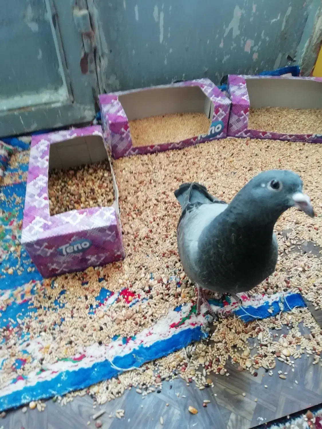 جوجه پلاکی مسافتی|پرنده|زرند, |دیوار