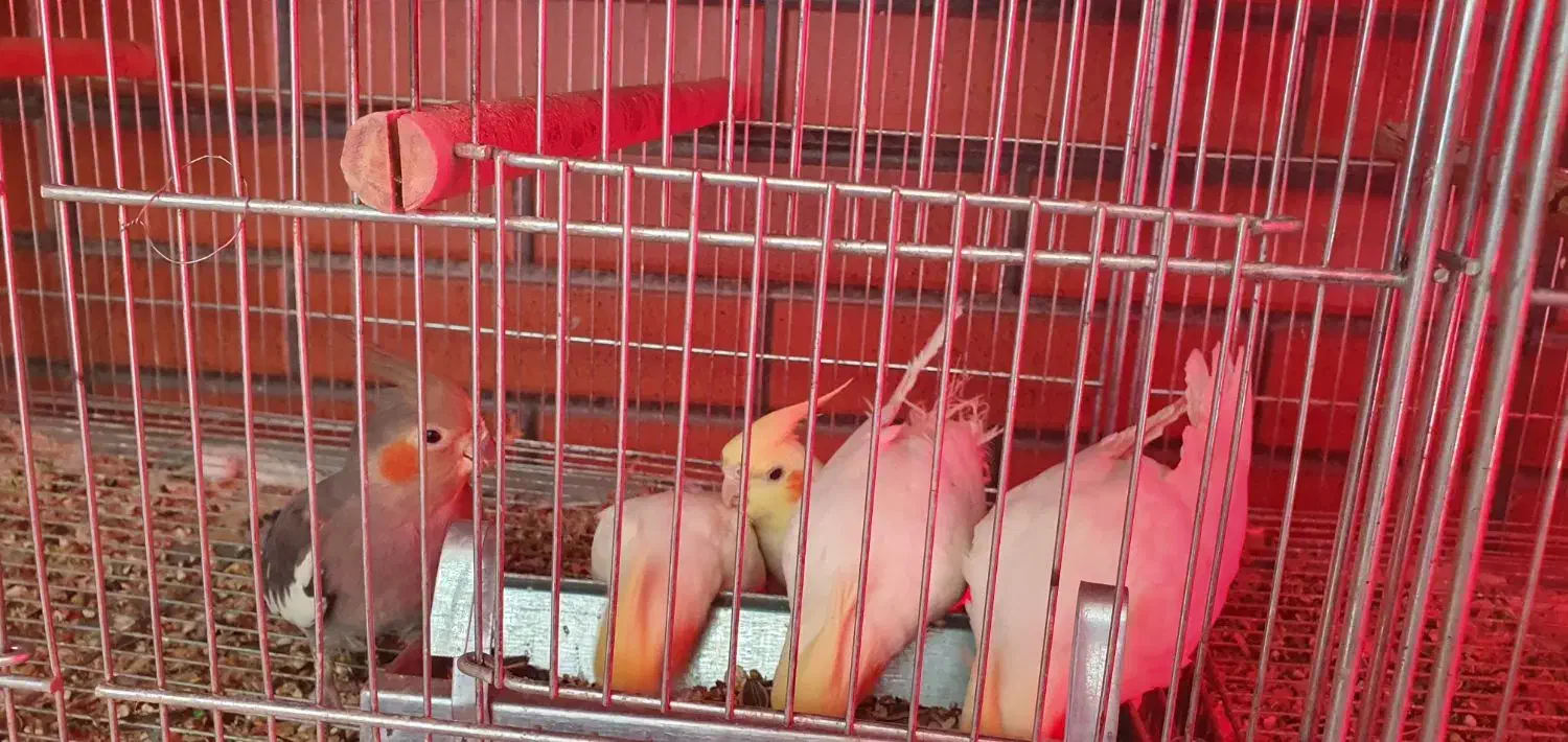 عروس هلندی بالغ|پرنده|شاهین‌شهر, عطار|دیوار