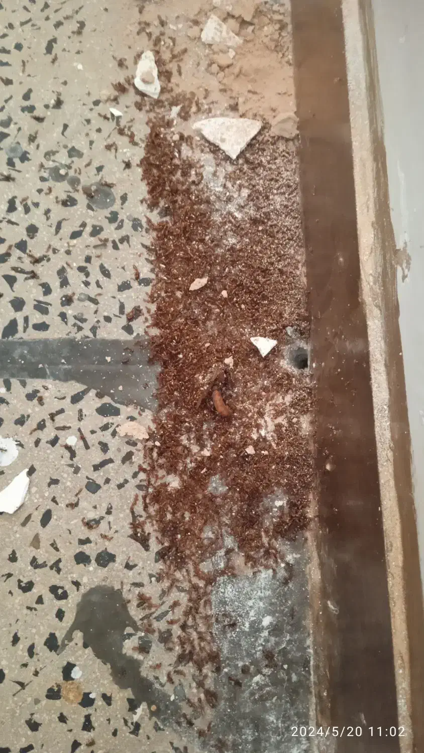 سم پاشی موریانه زدایی آریاگستر،(حسنوند) تضمینی|خدمات نظافت|خرمآباد, |دیوار