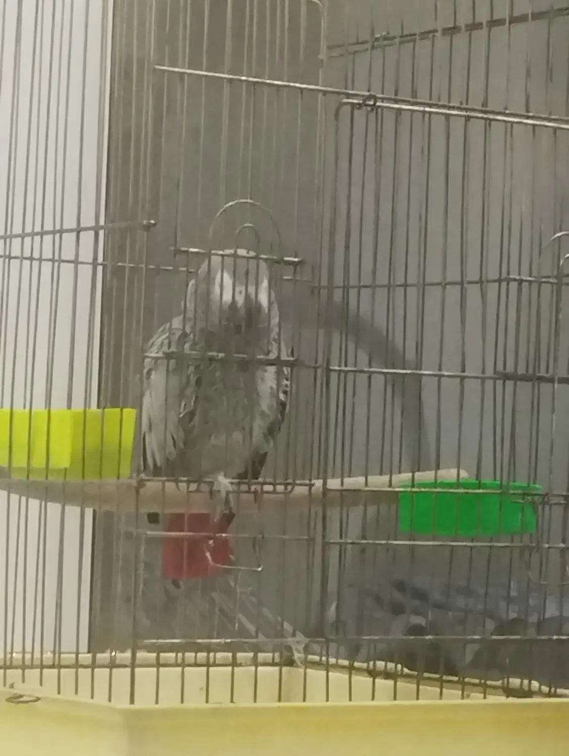 کاسکوسخنگو|پرنده|مشهد, هنرستان|دیوار